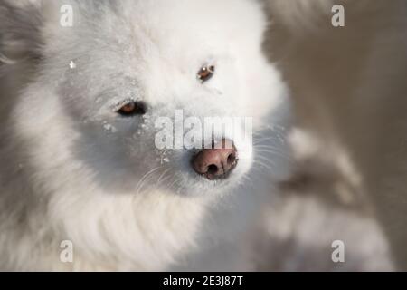 Nahaufnahme eines weißen flauschigen Samoyed Hundes mit Schneeflocken im Gesicht. Stockfoto