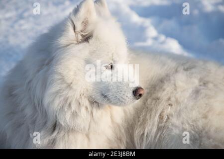 Nahaufnahme eines weißen flauschigen Samoyed-Hundes, der an einem frostigen Tag auf dem weißen Schnee liegt. Stockfoto