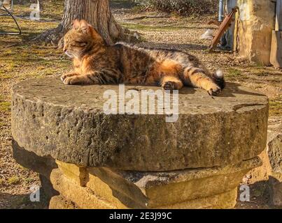 Katze auf einem Steinrad Stockfoto