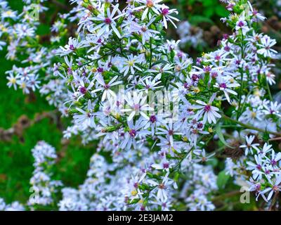 Makro von Blauen Astern: Nahaufnahme von blauen Astern mit weißen Blütenblättern und gelben und violetten Zentren dieser schönen Blüten Stockfoto