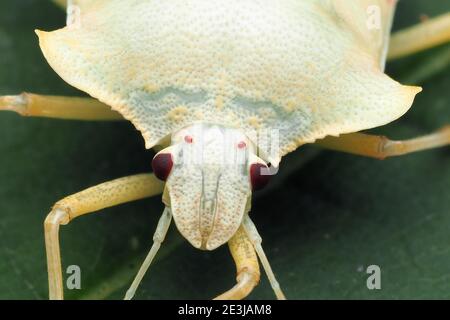 Nahaufnahme eines teneralen Waldschildbugs (Pentatoma rufipes) auf Platanenblatt. Tipperary, Irland Stockfoto