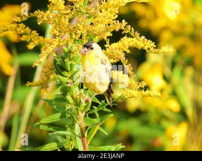 Vogel auf Wildflower: Ein amerikanischer Goldfinkenvogel, der auf dem Stängel einer Goldrutenwildblume am frühen Morgen des Sonnenaufgangs in der Morgendämmerung beim Frühstück thront Stockfoto