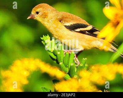 Vogel auf Goldrute: Nahaufnahme eines amerikanischen Goldfinkenvogels, der auf dem Stängel einer Goldrutenwildblume im frühen Morgenaufgang bei Sonnenaufgang thront Stockfoto