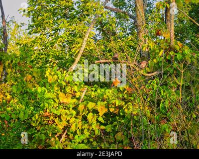 Vogel sitzt auf Blume: Der amerikanische Goldfinkenvogel sitzt an einem frühen Herbsttag auf einer Goldrutenwildblume mit Blättern, die im Hintergrund rot werden Stockfoto