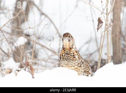 Im Winterschnee in Ottawa, Kanada, wandern die Muschelhühner herum Stockfoto