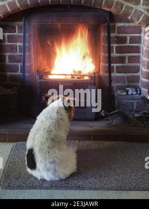Ein kleiner Hund saß vor dem brüllenden Kohlenfeuer Sich erwärmen Stockfoto