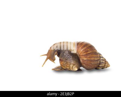 Paar Schnecke Aktion isoliert auf weißem Hintergrund Stockfoto