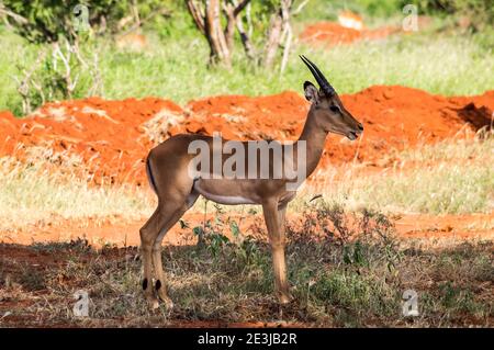 Impala (Aepyceros melampus), Tsavo East Wildlife Reserve, Kenia, Afrika Stockfoto