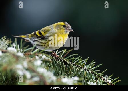 Eurasische Siskin - Carduelis spinus, schöner Sitzvogel aus europäischen Wäldern und Gärten, Zlin, Tschechische Republik. Stockfoto