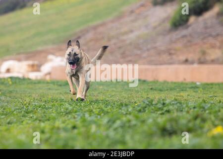 Ein Hund lief auf dem Feld Stockfoto