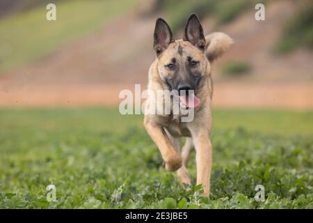 Ein Hund lief auf dem Feld Stockfoto