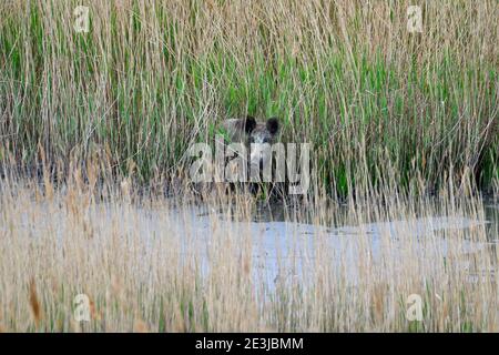 Zingst, Deutschland. Mai 2019. Ein Wildschwein steht im Bodden im Nationalpark Vorpommersche Boddenlandschaft. Quelle: Volkmar Heinz/dpa-Zentralbild/ZB/dpa/Alamy Live News Stockfoto