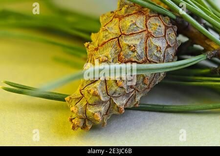 Der Kegel der Kiefer auf dem Ast. Makrofotos. Isoliert, Nahaufnahme. Stockfoto