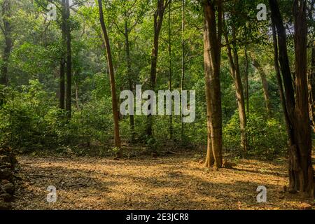 Panoramablick auf den schönen und dichten üppigen grünen Wald von Sahyadri in Kumta taluk von Uttara Kannada, Karnataka, Indien Stockfoto