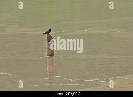 Weiß-kehlige blaue Schwalbe (Hirundo nigrita) Erwachsener am Nest auf gebrochenem Bambus in Fluss Twifo Praso Brücke, Ghana thront Februar Stockfoto