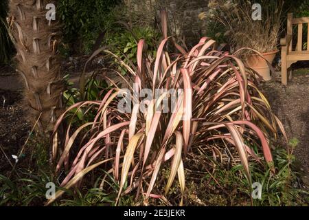 Wintersonne auf den Blättern einer Phormium 'Crimson Devil' Pflanze (Neuseeland Flachs Lily) wächst in einem Country Cottage Garden in Rural Devon, England, Großbritannien Stockfoto