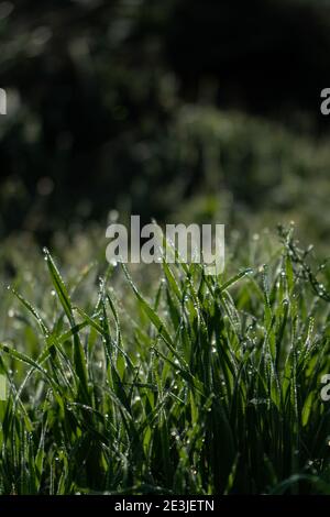 Nahaufnahme von Grasblättern mit Tau Tropfen am Morgen So Stockfoto