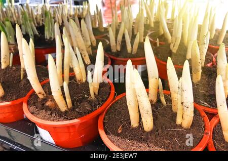 Viele Krokusbirnen mit Sprossen in Töpfen mit Grütze, Pflanzen in Gewächshäusern zum Verkauf zwingen. Erntewirtschaft Stockfoto