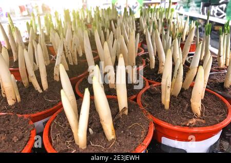 Viele Tulpenbirnen mit Sprossen in Töpfen mit Fugen, die Pflanzen in Gewächshäusern zum Verkauf zwingen. Erntewirtschaft Stockfoto