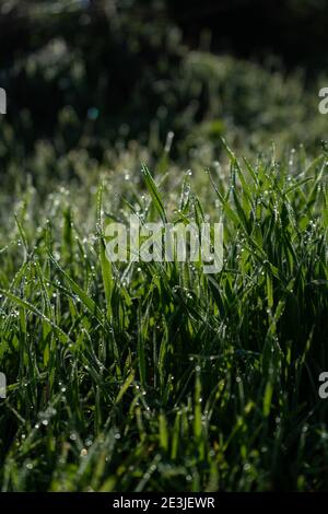 Nahaufnahme von Grasblättern mit Tau Tropfen am Morgen So Stockfoto