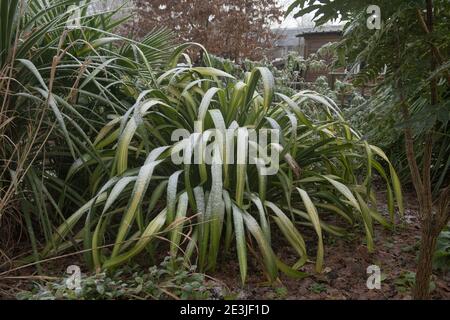 Winterfrost auf den bunten Blättern einer neuseeländischen Flachspflanze (Phormium 'Yellow Wave'), die in einem Woodland Garden in Rural Devon, England, Großbritannien wächst Stockfoto