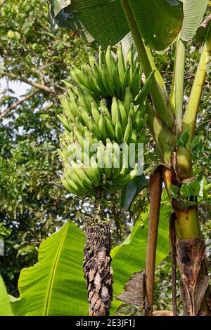 Bananen wachsen, hängen von Baum, große Bündel, Obst, Lebensmittel, Natur, Nusa acuminata, Amazonas tropischen Regenwald; Südamerika, Ecuador Stockfoto
