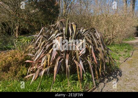 Pink Striped Spring Blatt einer Evergreen Phormium Pflanze (Neuseeland Flachs Lily) in einem Garten in Rural Devon, England, UK Stockfoto