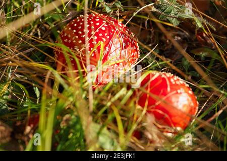 Leuchtend rote Fliege Agaric - Amanita muscaria - wächst unter Gras, Sonne scheint auf weißen Flecken über roter Oberfläche Stockfoto