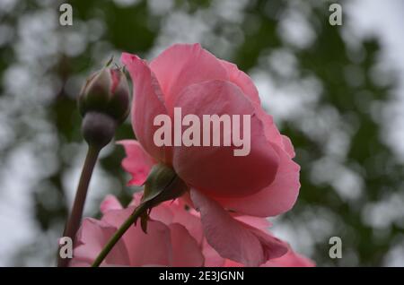 Silhouette von blassen, rosa Rose und Rose Knospen mit verschwommenem, grünem Hintergrund. Stockfoto