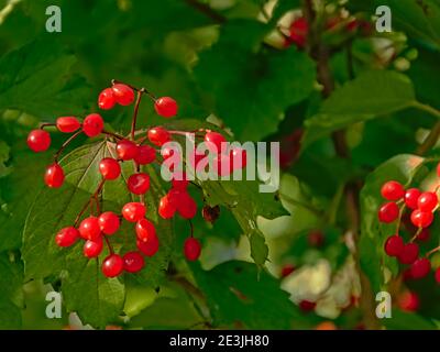 Cluster von leuchtend roten Black Haw Beeren, selektiver Fokus mit verschwommenen grünen Blättern Hintergrund - Viburnum prunifolium Stockfoto