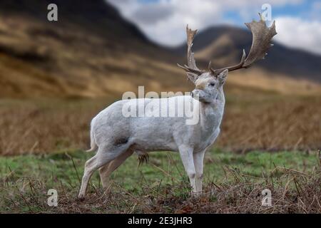 Junge Buck Hirsche in den schottischen Highlands Stockfoto