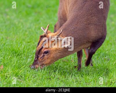Muntjac Deer - Muntiacus reeves in Norfolk Garten Winter Januar Stockfoto