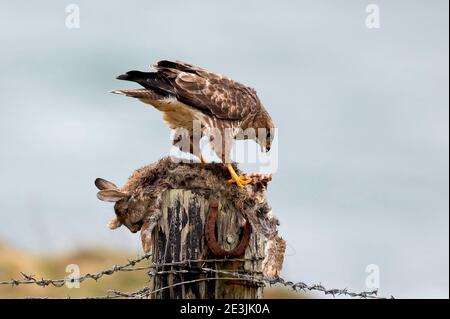 Roadkill-Fest Stockfoto