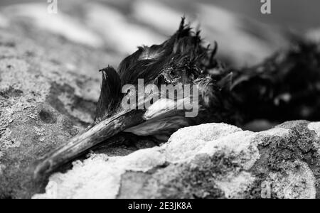 Ende der Tage Stockfoto