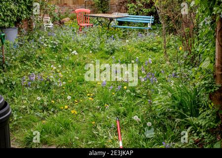 Überwucherter Garten in einem kleinen Reihenhaus in Jericho, Oxford, Großbritannien; dick mit Gras, Unkraut und Efeu an der Wand. Stockfoto