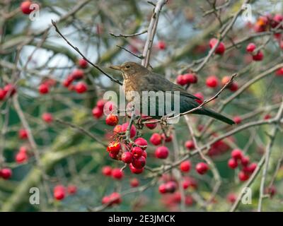 Amseln Turdus merula Weibchen Fütterung von reifen Krabben Äpfel Norfolk Januar Stockfoto