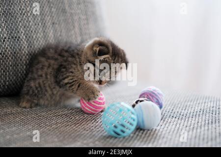 Kätzchen und Spielzeug.Haustiere und Tiere. schottische Falte Kätzchen spielen mit Spielzeug auf einem grauen Sofa auf einem weißen Hintergrund.Haustier Spiele Stockfoto