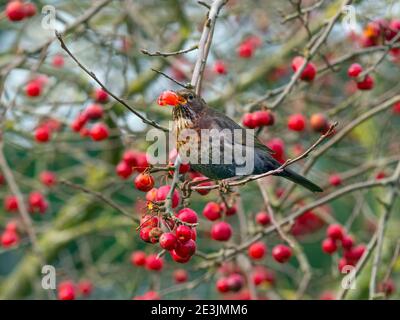 Amseln Turdus merula Weibchen Fütterung von reifen Krabben Äpfel Norfolk Januar Stockfoto