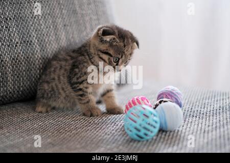 Kätzchen und Spielzeug.Haustiere und Tiere. schottische Falte Kätzchen spielen mit Spielzeug auf einem grauen Sofa auf einem verschwommenen weißen Hintergrund.Haustierspiele Stockfoto