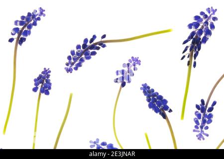 Blumenmuster. Muscari Blumen isoliert auf weißem Hintergrund.Frühling Blumen Muster. Blumen auf weißem Hintergrund.schöne Blume Hintergrund Stockfoto