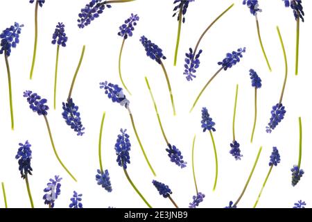 Blumenmuster. Muscari Blumen isoliert auf weißem Hintergrund.Frühling Blumen Muster. Lila Blüten auf weißem Hintergrund. Stockfoto