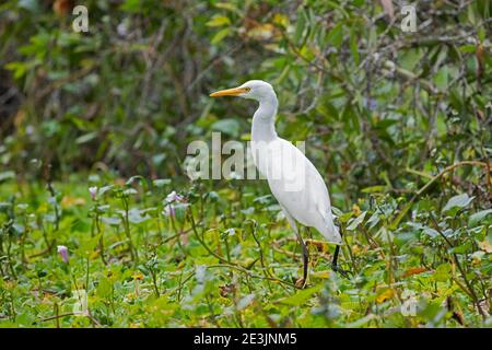 Silberreiher (Ardea intermedia) im Tra Su Cajuput Forest, Tinh Bien, an Giang Province, Mekong Delta, Vietnam Stockfoto