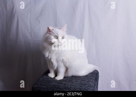 Eine weiße Katze sitzt auf einem Ottoman auf einem weißen Hintergrund Stockfoto