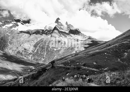 Französische Alpen im Sommer. Weidende Kühe auf der Alm Mont Blanc Bergmassiv. Savoie, Frankreich. Historisches Foto in Schwarzweiß Stockfoto