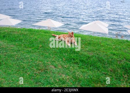 Ginger Katze liegt auf dem Gras an der Küste mit weißen Sonnenschirmen gegen blaues Wasser. Homeles rot gestromte Katze im Freien. Stockfoto