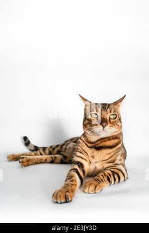 Ginger Bengal Katze mit grünen Augen liegt auf einem weißen Hintergrund Stockfoto