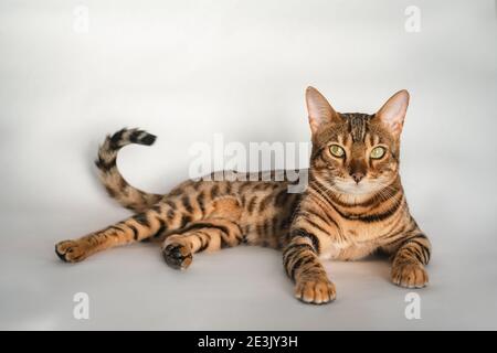 Ginger Bengal Katze mit grünen Augen liegt auf einem weißen Hintergrund Stockfoto