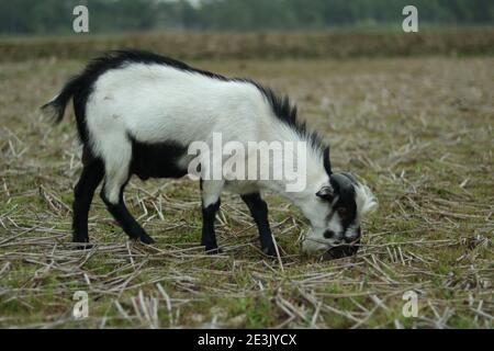 Eine Schwarz-Weiß-Ziege nimmt ein Gras auf dem Feld Stockfoto