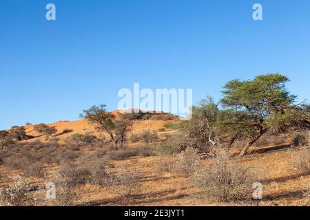 Die roten Dünen der Kalahari mit blühenden drei Thorn-Sträuchern (Rhigozum trichotomum) und Kamel-Thorn-Bäumen (Vachellia erioloba) nach Regen, Kgala Stockfoto
