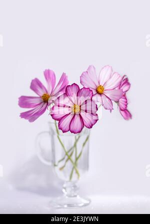 Sommerlicher romantischer Blumenstrauß auf weißem Hintergrund. Kosmos Blumen in einer Glasvase. Vertikales Zuschneiden. Stockfoto